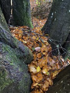 Visne efterårsblade mellem granitsten